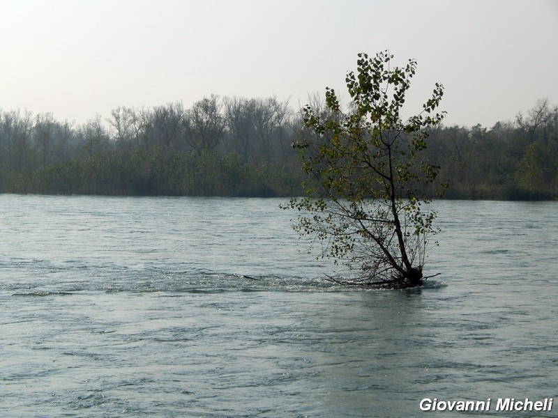 Ticino in piena